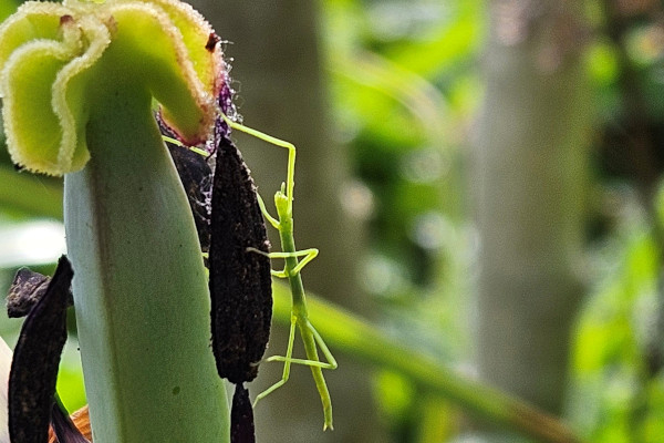 Phasme immature &copy; Anne Javet